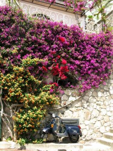 Giàn hoa giấy dịu êm